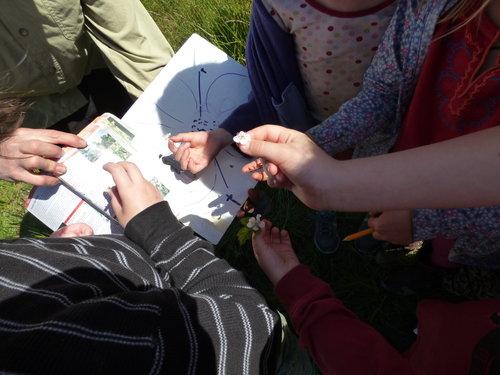 Children ages 7-14 identify a plant in a Nature Studies program.